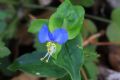 Commelina communis